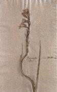Johann Wolfgang von Goethe Herbarium sheet china oil painting artist